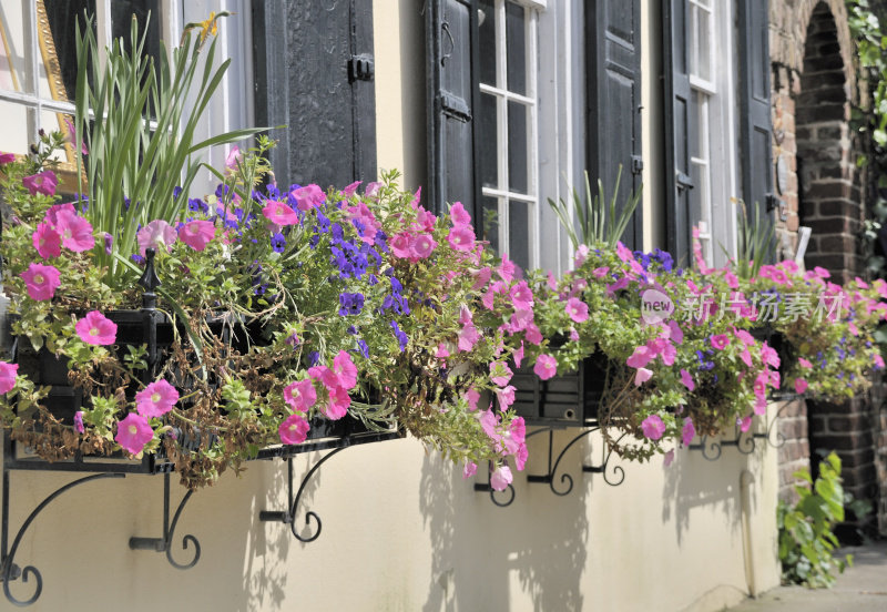 南卡罗来纳查尔斯顿的Window Boxes